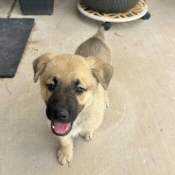 Bodhi -  Shepherd and Mixed Breed Dog for Adoption in Henderson, Nevada - Bodhi | PetCurious