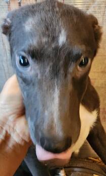 Rescue Border Collie Dogs for Adoption in Lafayette, California - Bob | PetCurious