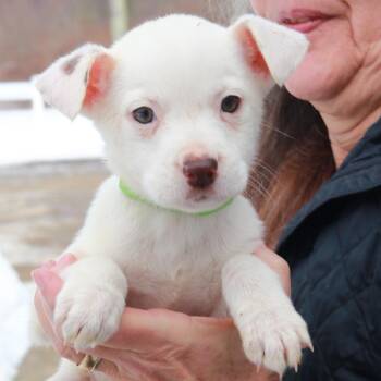 Cattle Dog Dogs Available for Adoption in Eastford, Connecticut - CT Mable | PetCurious