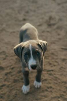 Pewter -  Pit Bull Terrier Dog for Adoption in Bonita, California - Pewter | PetCurious