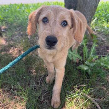 Angel -  Irish Wolfhound Dog for Adoption in Wilmington, Delaware - Angel | PetCurious