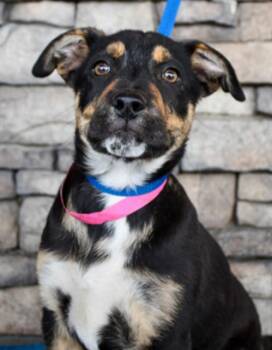 Pit Bull Terrier Dogs Available for Adoption in Vancouver, Washington - Dee Dee | PetCurious