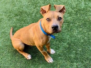 Pit Bull Terrier and Mixed Breed Dogs Available for Adoption in Moreno Valley, California - PACKERS | PetCurious