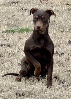 Doberman Pinscher and Catahoula Leopard Dog Dogs Available for Adoption - Nalah | PetCurious