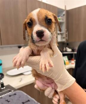 LYDIA -  Pit Bull Terrier and Mixed Breed Dog for Adoption in Baytown, Texas - LYDIA | PetCurious