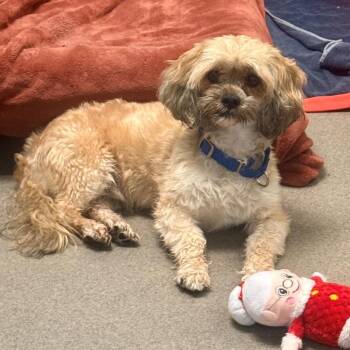 Rescue Shih Tzu Dogs for Adoption in Coatesville, Pennsylvania - Tip | PetCurious