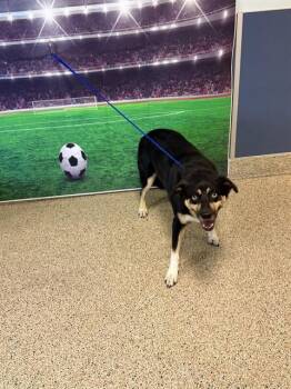 SPYRO -  Siberian Husky and Mixed Breed Dog for Adoption in Doral, Florida - SPYRO | PetCurious