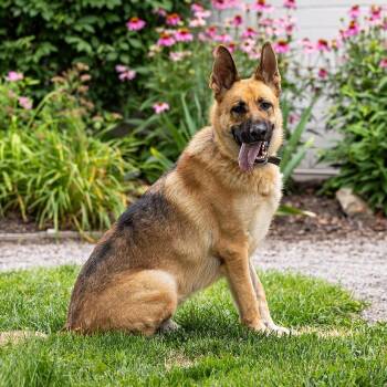 Rolo -  German Shepherd Dog and Mixed Breed Dog for Adoption in Council Bluffs, Iowa - Rolo | PetCurious