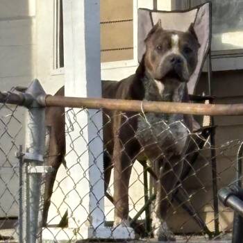 Zero -  Pit Bull Terrier Dog for Adoption in Saint Joseph, Missouri - Zero | PetCurious