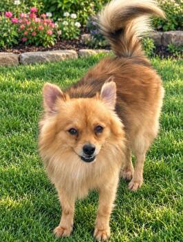 SPONSOR OR FOSTER ME - Bentley -  Pomeranian Dog for Adoption in Grafton, Wisconsin - SPONSOR OR FOSTER ME - Bentley | PetCurious