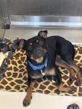 Prada -  Rottweiler and Pit Bull Terrier Dog for Adoption in Kalamazoo, Michigan - Prada | PetCurious
