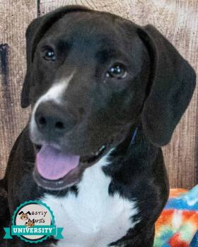 Hound and Labrador Retriever Dogs Available for Adoption in Kennesaw, Georgia - Titus | PetCurious