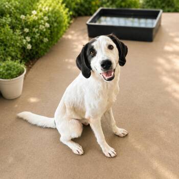 Sparky D46084 -  Pointer and Mixed Breed Dog for Adoption in Corsicana, Texas - Sparky D46084 | PetCurious