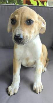 Oat - FOSTER NEEDED -  Collie and Beagle Dog for Adoption in New York, New York - Oat - FOSTER NEEDED | PetCurious