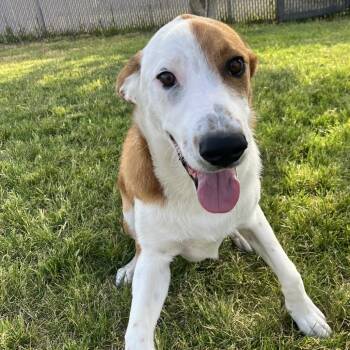 Mixed Breed Dogs Available for Adoption in Spokane, Washington - Jim | PetCurious