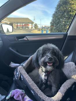 Aussiedoodle Dogs Available for Sale - Myah | PetCurious