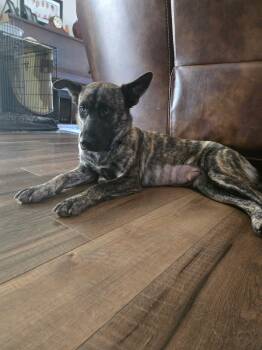 Matisse -  Plott Hound Dog for Adoption in San Diego, California - Matisse | PetCurious