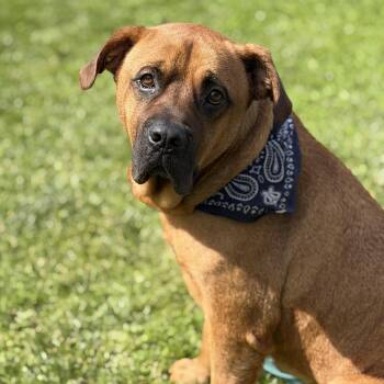 Styx -  Bullmastiff Dog for Adoption in Austintown, Ohio - Styx | PetCurious