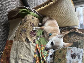 Rescue Chihuahua Dogs for Adoption in Richland Center, Wisconsin - Pixie | PetCurious