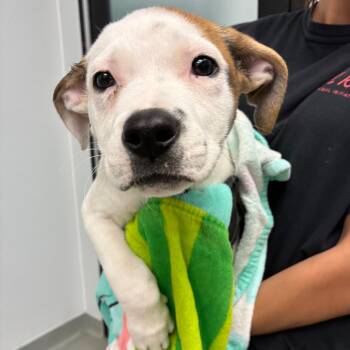 Samantha -  Terrier and Mixed Breed Dog for Adoption in Abilene, Texas - Samantha | PetCurious