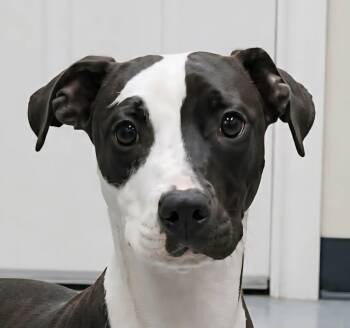 Pit Bull Terrier Dogs Available for Adoption in Newport, Tennessee - Charmer | PetCurious