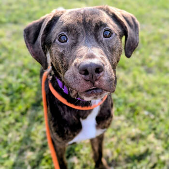 Rescue Hound Dogs for Adoption in Grand Rapids, Michigan - Tricky | PetCurious