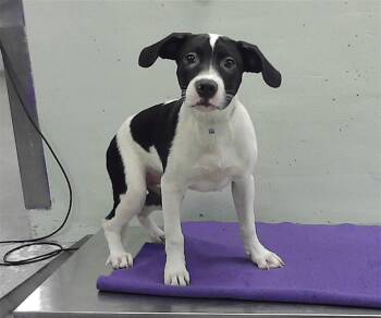 A2082337 -  Staffordshire Bull Terrier and Mixed Breed Dog for Adoption in Houston, Texas - A2082337 | PetCurious