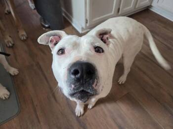 Pit Bull Terrier Dogs Available for Adoption in Louisa, Virginia - Pure | PetCurious