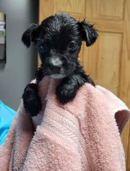 Mixed Breed Dogs Available for Adoption in Chillicothe, Ohio - Portobello | PetCurious