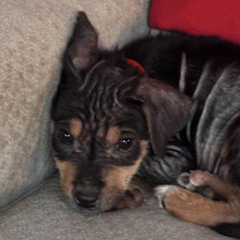 Teddy -  Mixed Breed Dog for Adoption in Cathlamet, Washington - Teddy | PetCurious