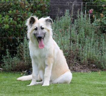 Rescue German Shepherd Dog Dogs for Adoption in San Diego, California - Bella | PetCurious