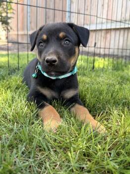 Galileo -  Doberman Pinscher Dog for Adoption in Pleasant Hill, California - Galileo | PetCurious