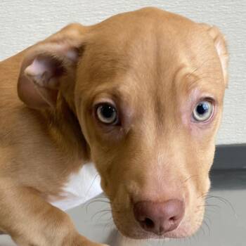 Mixed Breed Dogs Available for Adoption in Las Cruces, New Mexico - Kyt | PetCurious