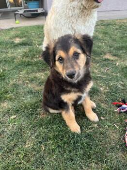 Australian Shepherd and Shepherd Dogs Available for Adoption in Phoenix, Arizona - Ultra | PetCurious