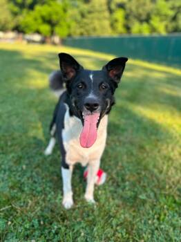 Rebel -  Mixed Breed Dog for Adoption in Myerstown, Pennsylvania - Rebel | PetCurious