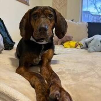 Coonhound Dogs Available for Adoption in Harrisonburg, Virginia - Hank | PetCurious