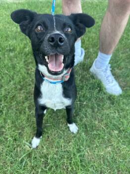 Rookie -  Mixed Breed Dog for Adoption in Madison, Wisconsin - Rookie | PetCurious
