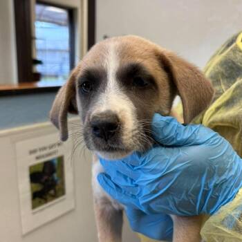 Anatolian Shepherd and Mixed Breed Dogs Available for Adoption in Bastrop, Texas - Poppy 26-05-145 | PetCurious