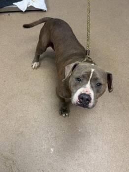 Lisp -  Mixed Breed Dog for Adoption in Chamblee, Georgia - Lisp | PetCurious