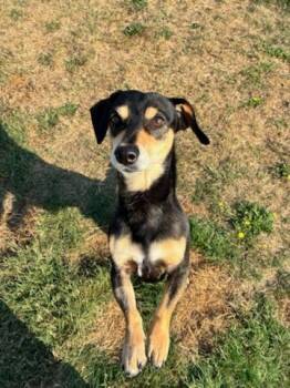 Rescue Dachshund and Beagle Dogs for Adoption in Tacoma, Washington - Shadow | PetCurious