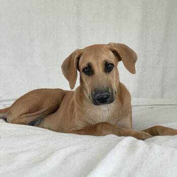 Amazing Haven -  Rhodesian Ridgeback Dog for Adoption in Burlington, North Carolina - Amazing Haven | PetCurious