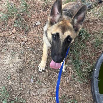 Ms.Abby -  German Shepherd Dog Dog for Adoption in Haslet, Texas - Ms.Abby | PetCurious