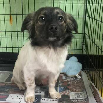 Dachshund Dogs Available for Adoption in Newport, North Carolina - Chocolate Chip AKA Nugget | PetCurious