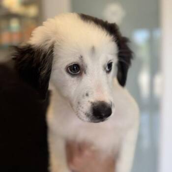 Domino Delight -  Australian Shepherd Dog for Adoption in Andover, Massachusetts - Domino Delight | PetCurious