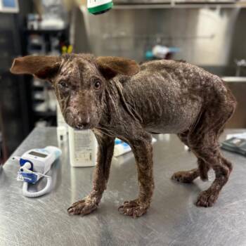 Mixed Breed and Labrador Retriever Dogs Available for Adoption in Pauls Valley, Oklahoma - Jerimiah | PetCurious