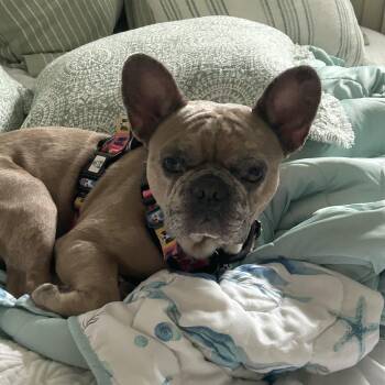 Yoda -  French Bulldog Dog for Adoption in Palm Coast, Florida - Yoda | PetCurious