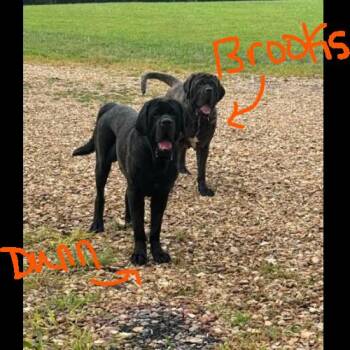 Brooks -  Mastiff Dog for Adoption in Edmond, Oklahoma - Brooks | PetCurious
