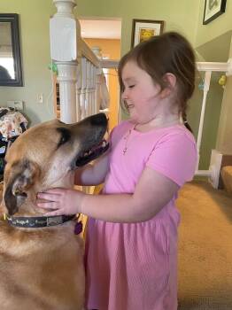Merle -  German Shepherd Dog Dog Available for Adoption in Madison, Wisconsin - Merle | PetCurious