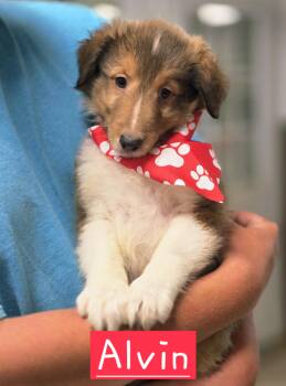 Alvin -  Shetland Sheepdog Sheltie Dog for Adoption in Walthill, Nebraska - Alvin | PetCurious