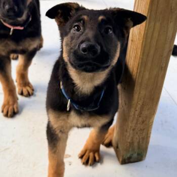German Shepherd Dog Dogs Available for Adoption - Bubbles | PetCurious
